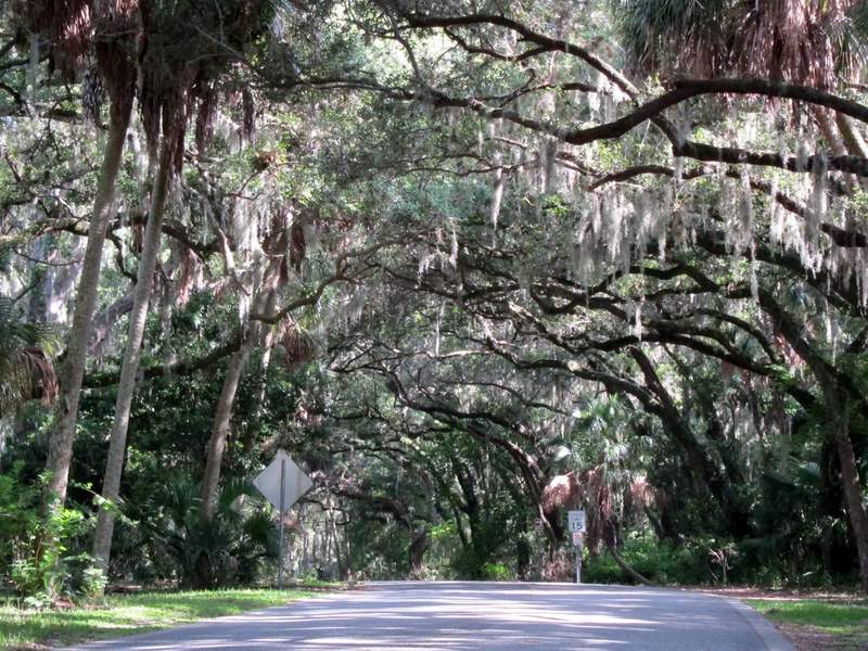 Oak-canopied street in Safety Harbor